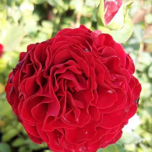 E-commerce, vendita, rose, in, vaso Rosa Cherry™ - rosa mediamente profumata - Rose Ibridi di Tea - Rosa ad alberello - rosso - PhenoGeno Roses0 - 0